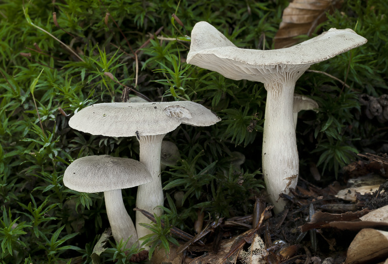 Clitocybe trulliformis